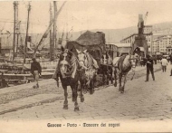 Porto di Genova - cavalli